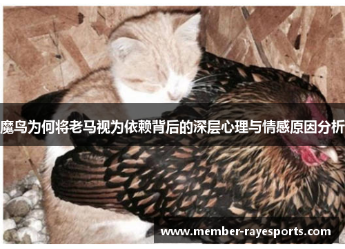 魔鸟为何将老马视为依赖背后的深层心理与情感原因分析 魔鸟为何将老马视为依赖背后的深层心理与情感原因分析